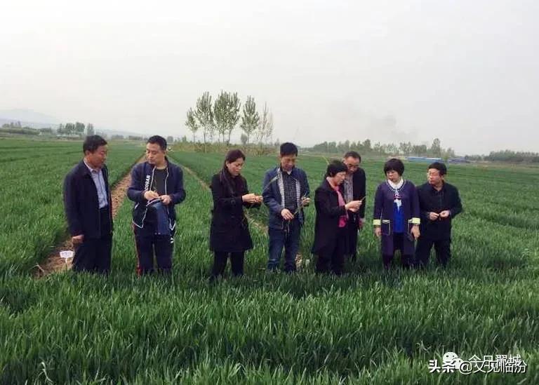 河南安阳冰雹致小麦颗粒无收？假的
