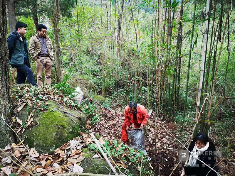 4亩地种植了3年的黄精被盗挖一空