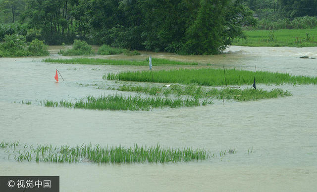 广西一地持续暴雨:稻田成河