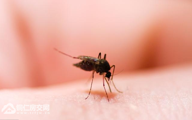 女子自制捕蚊器5小时抓五六十只蚊子