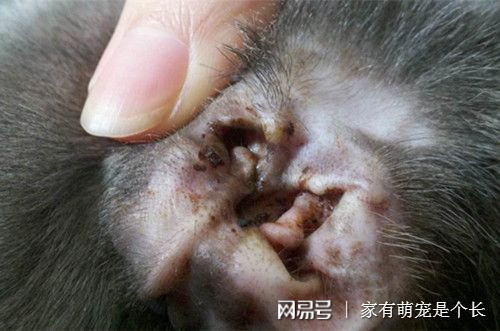 震惊！男子长期和猫同睡耳中长出猫螨虫，宠物亲密接触需警惕