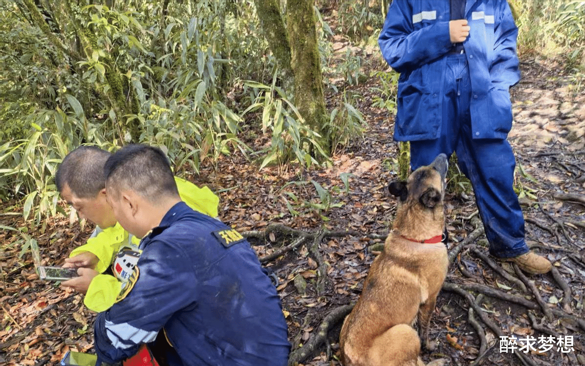 搜救8岁失联男童过程中2只搜救犬受伤