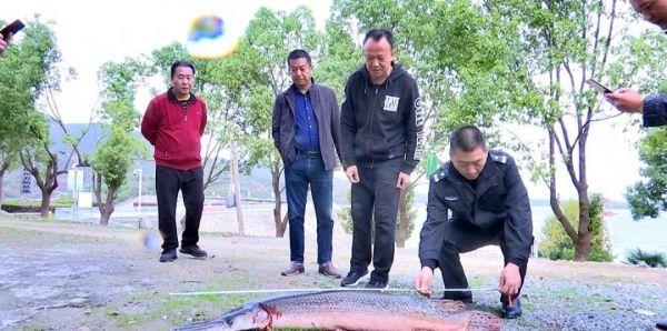水库惊现超大怪鱼