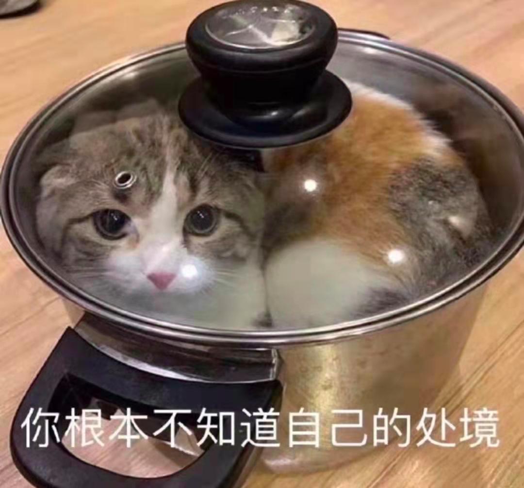 耳中取出活体猫螨虫