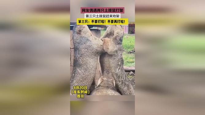 网友自驾游偶遇土拨鼠打架