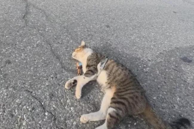 网红猫“悟空”死亡时到底发生了什么