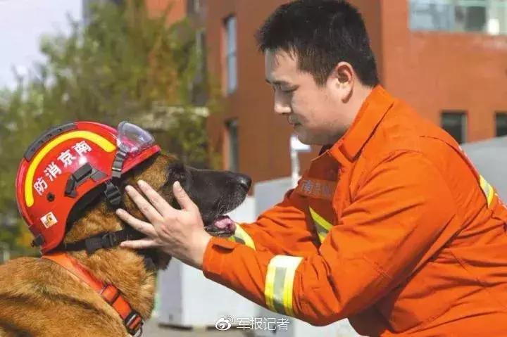 汶川地震67只搜救犬已全部离世