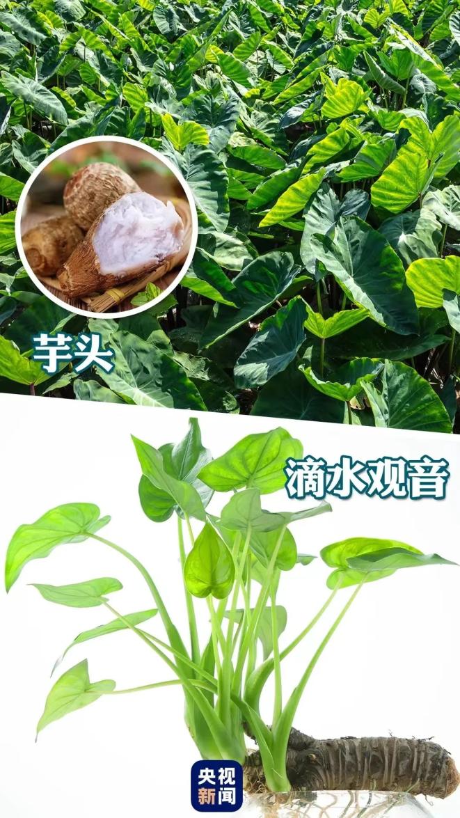 夹竹桃叶煮茶进ICU
