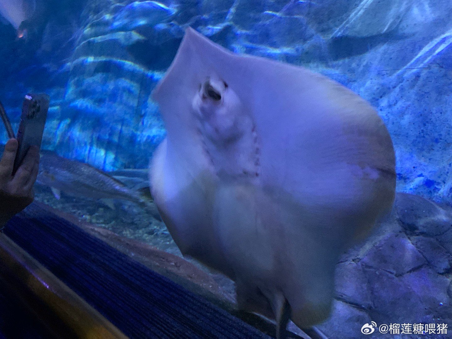 魔鬼鱼上班吃同事