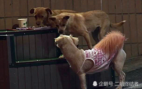 超市老板假借爱心领养烹食流浪狗
