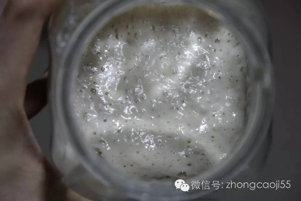 女生晒出养了三年的酵母