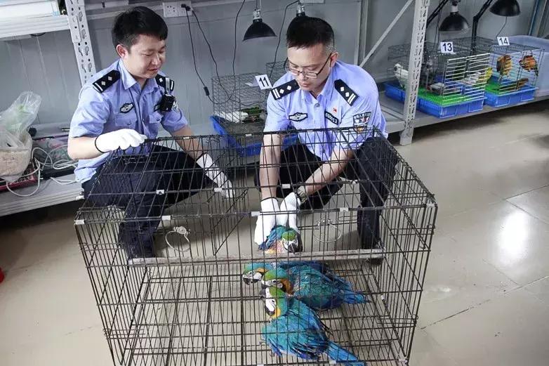 北京突降冰雹 鸟妈妈用生命守护雏鸟
