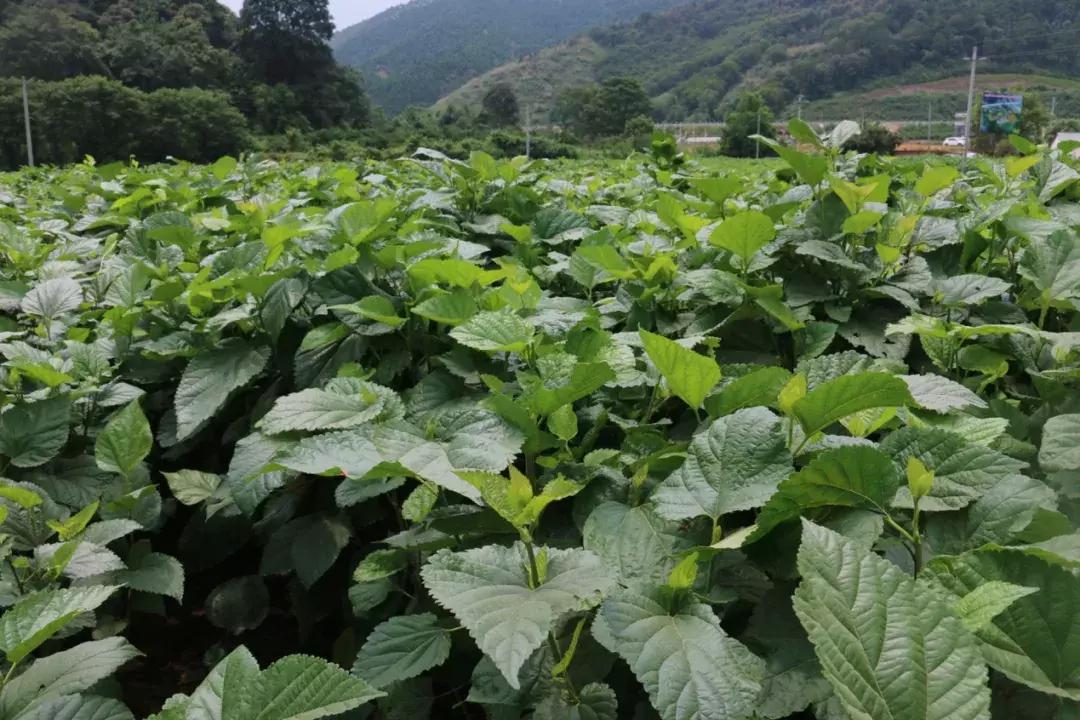 一村每生一娃奖1万
