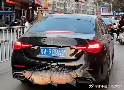 车主钓到巨型大鱼绑车尾炫耀
