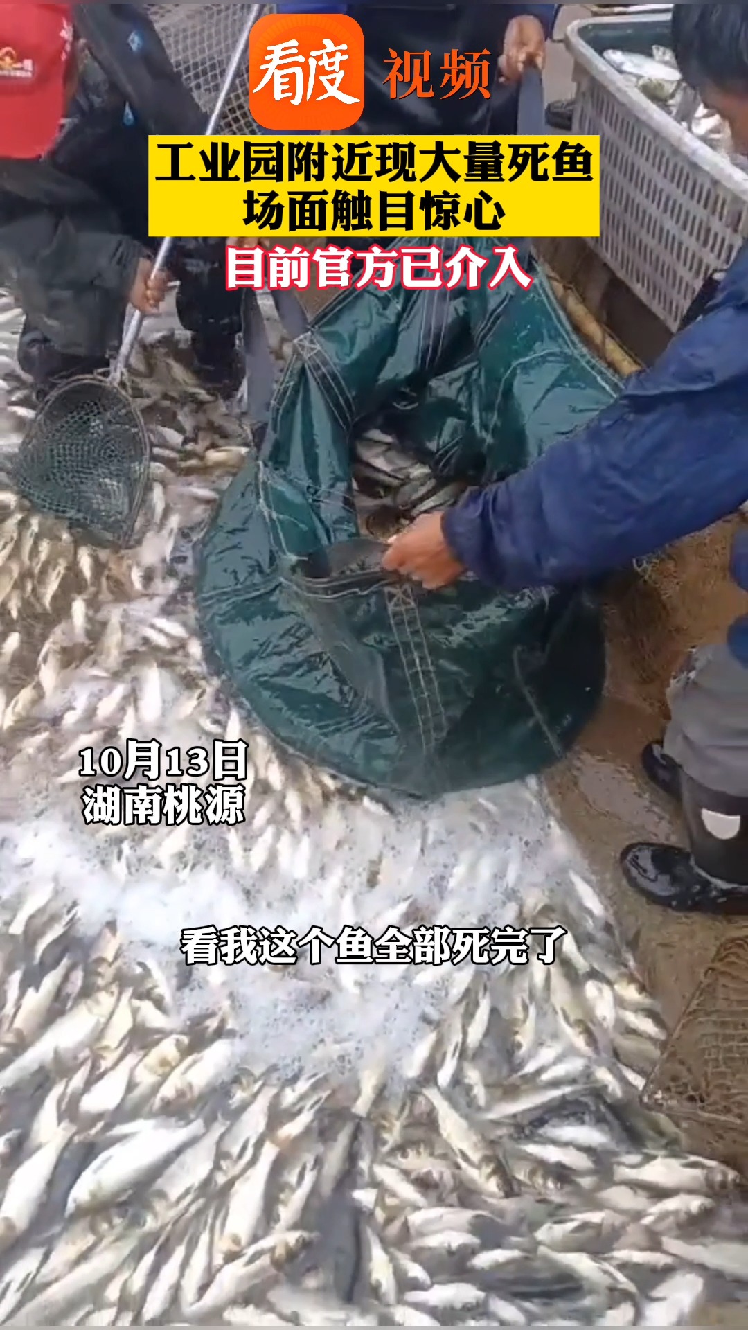 湖南一河现大量死鱼