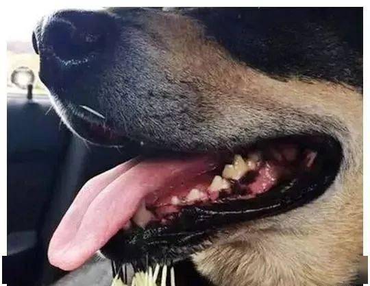 狗狗与小主人绕圈追逐竟懂得回头堵