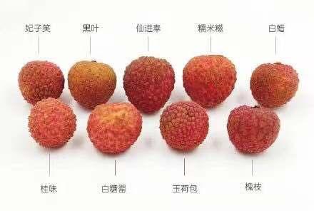 震惊！女子1天内吃10斤荔枝患上荔枝病，医生紧急提醒这些症状要当心！