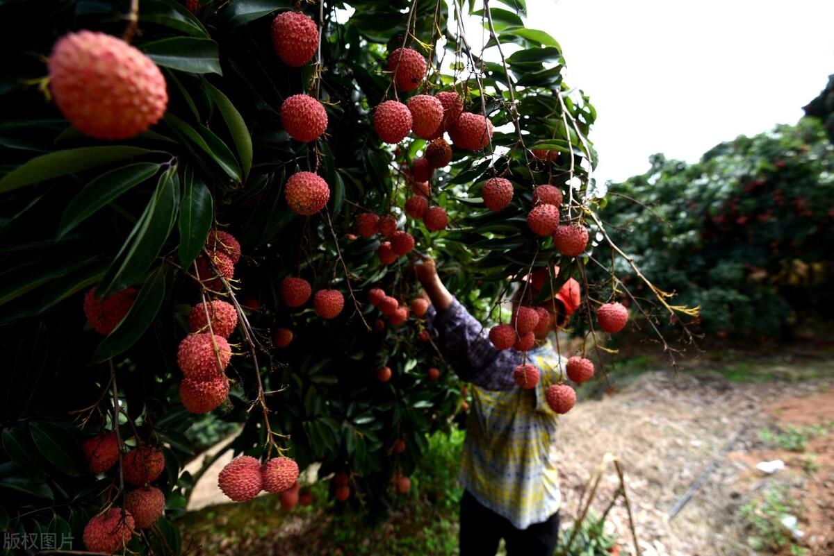 震惊！榴莲价格暴跌50%，有人狂买50箱背后藏着什么秘密？
