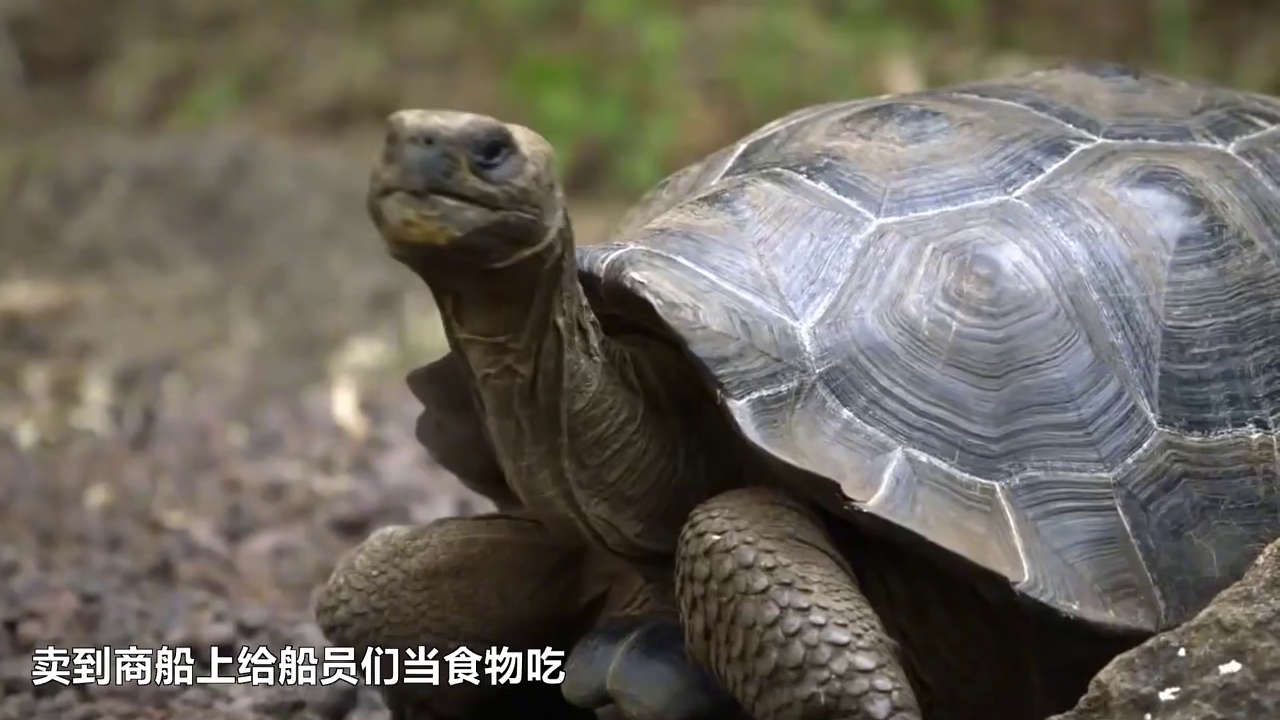 震惊！"死去"乌龟埋进花盆2个月后复活，专家揭秘生命奇迹