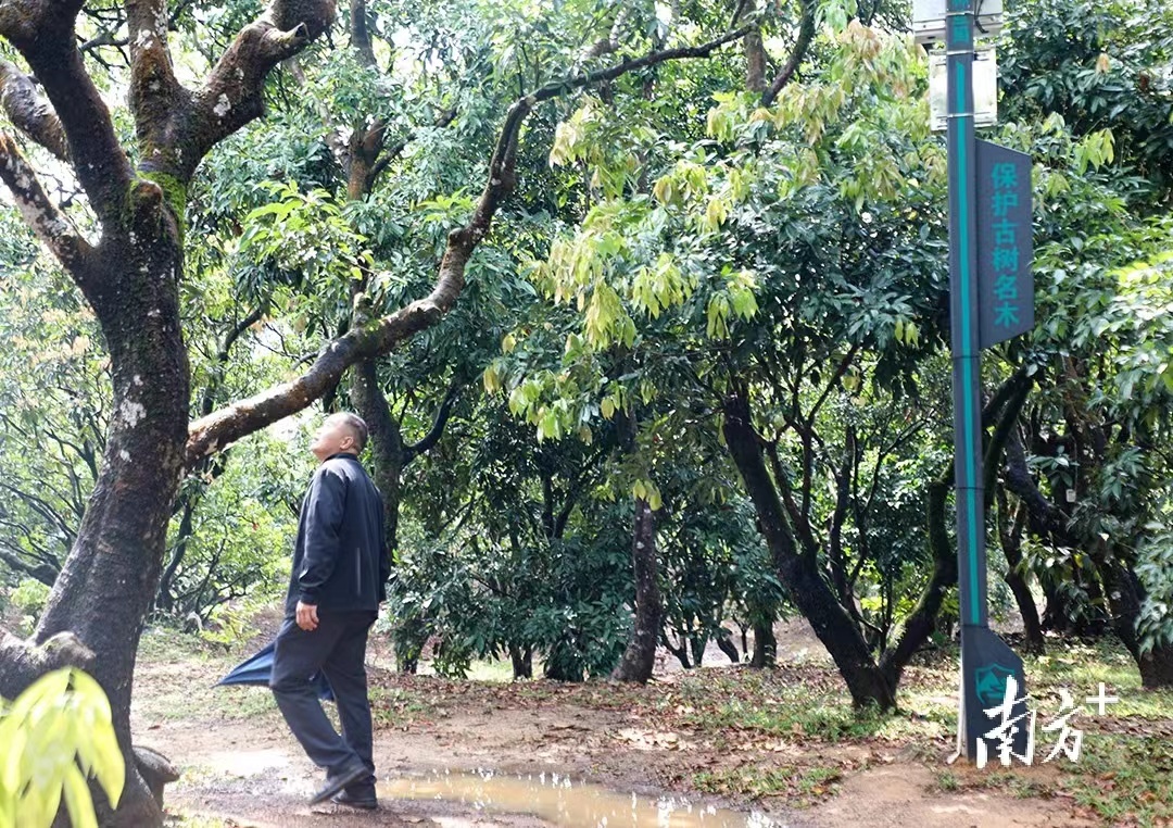 震惊！90后小伙拍下1300年荔枝树采摘权，背后隐藏惊人商机！