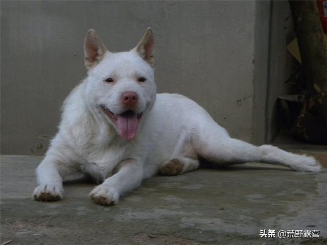 中国下司犬外网爆火 被称为中国狗王！为何它一夜爆红全球？