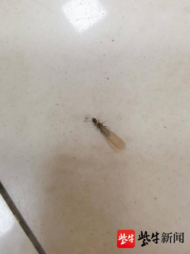 震惊！女子吃30只飞蚂蚁后蛋白超标腹痛，医生紧急警告这类人群慎食！