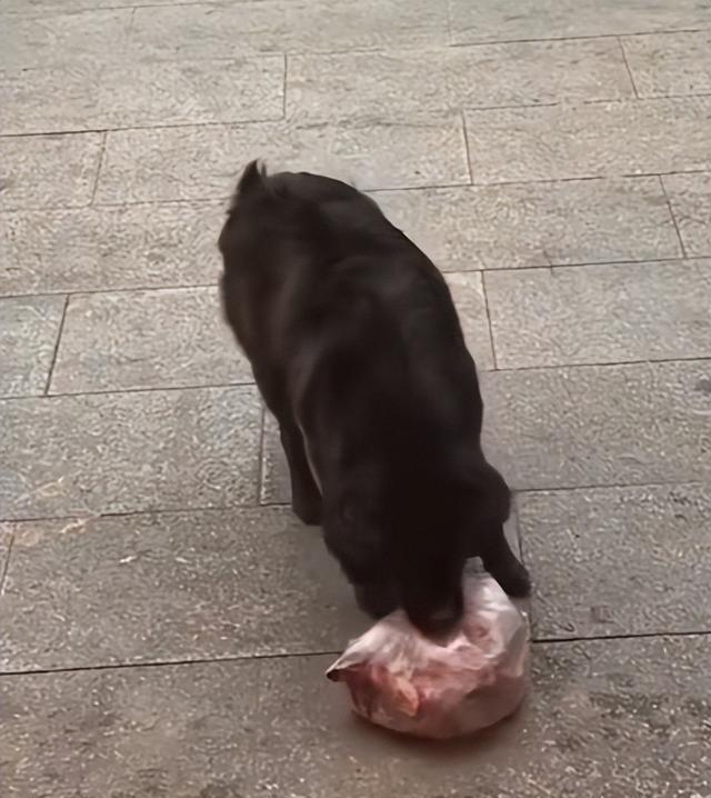 感动！流浪狗为报恩帮烧烤店老板看店，暖心故事引爆网络