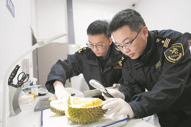 震惊！律师给在押人递榴莲引发热议，背后真相令人深思